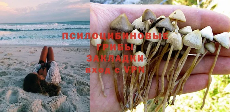 mega зеркало  Будённовск  Галлюциногенные грибы Cubensis  где купить  